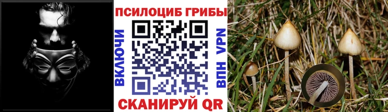 KRAKEN вход Ревда Галлюциногенные грибы Cubensis